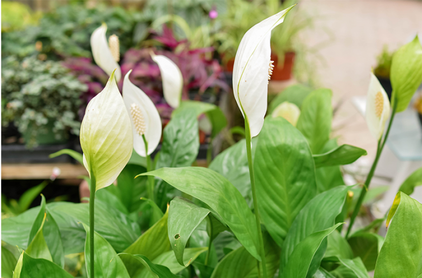 Peace lilies shop air purifier